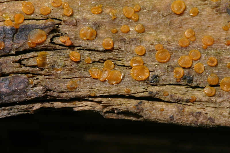 Dacrymyces?